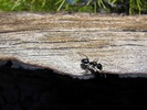 photo thumbnail #5