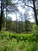photo thumbnail #11
