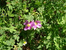 photo thumbnail #12
