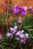 Featured Detail Photo