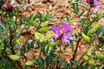 photo thumbnail #13