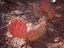 photo thumbnail #4