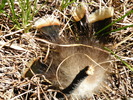 photo thumbnail #5