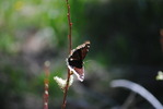 photo thumbnail #11