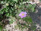 photo thumbnail #1