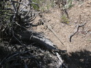 photo thumbnail #12