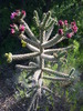 Featured Detail Photo