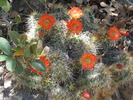 photo thumbnail #4