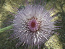 photo thumbnail #3