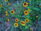 photo thumbnail #4