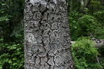 photo thumbnail #13