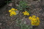photo thumbnail #15
