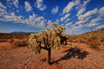 photo thumbnail #8