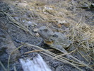 photo thumbnail #11
