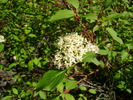 2010-06-14 South Fork Trail #97 :: azbackpackr