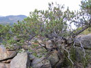 photo thumbnail #7