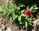 photo thumbnail #5