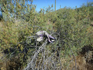 photo thumbnail #13