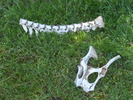 photo thumbnail #5