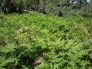 photo thumbnail #12