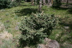 photo thumbnail #10