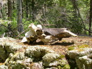 photo thumbnail #5