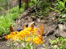 photo thumbnail #7