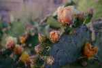 photo thumbnail #11