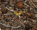 photo thumbnail #6