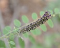 photo thumbnail #11