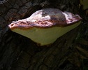 photo thumbnail #10