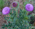 photo thumbnail #6