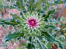 photo thumbnail #7