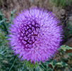 photo thumbnail #8