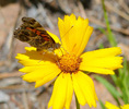 photo thumbnail #12