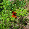 photo thumbnail #6