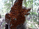 photo thumbnail #14