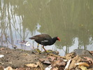 photo thumbnail #7