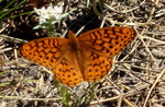 photo thumbnail #7