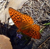 photo thumbnail #8
