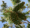 Featured Detail Photo