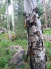 photo thumbnail #4