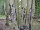 photo thumbnail #11