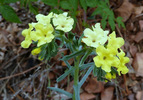 photo thumbnail #9