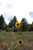photo thumbnail #15