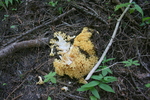 photo thumbnail #3