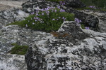photo thumbnail #7