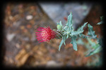 photo thumbnail #8