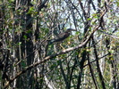 2010-07-06 :1: Huron River :: The_Eagle