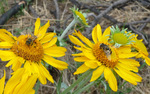 photo thumbnail #11